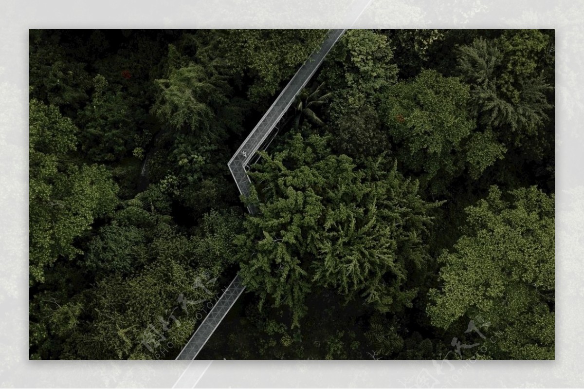 雨林树木小道