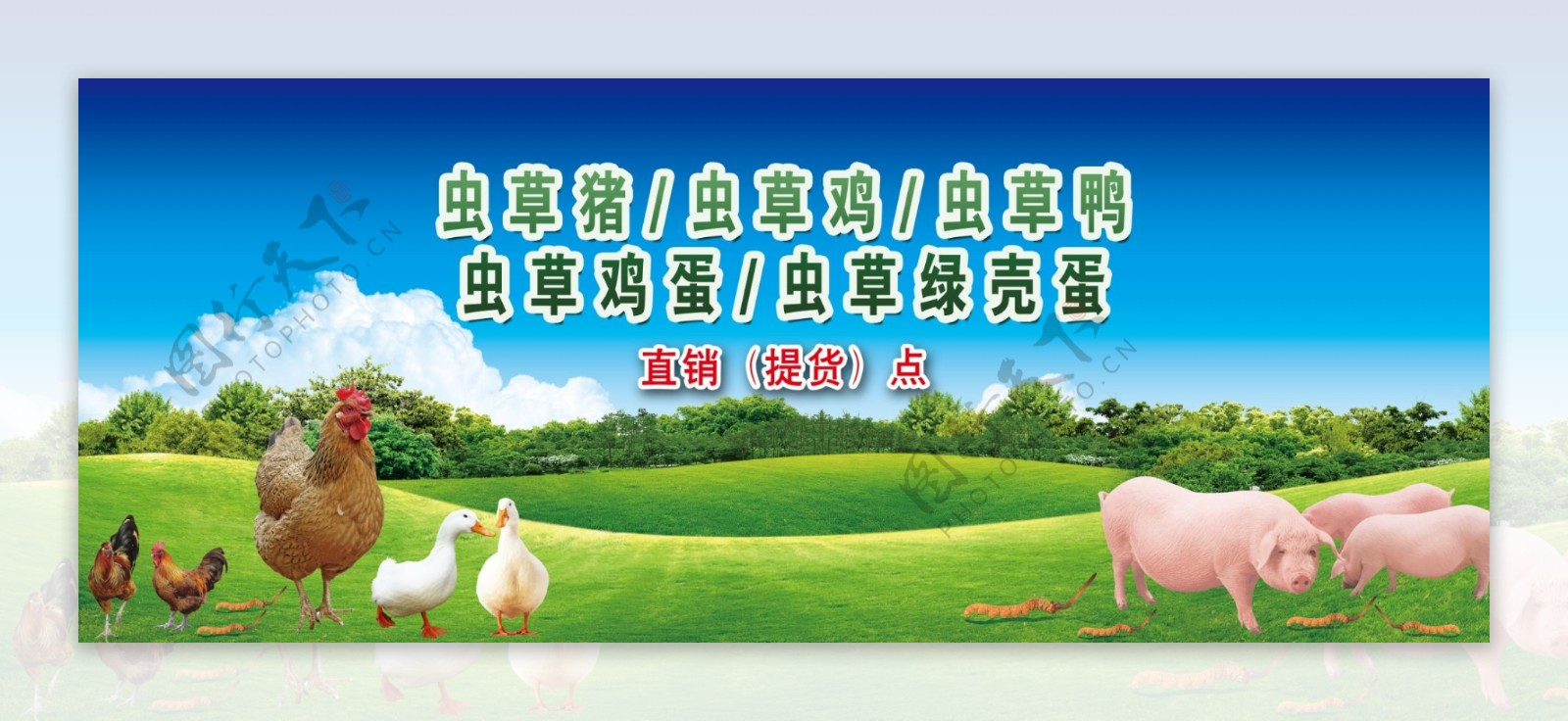 生态环保虫草鸡海报画面