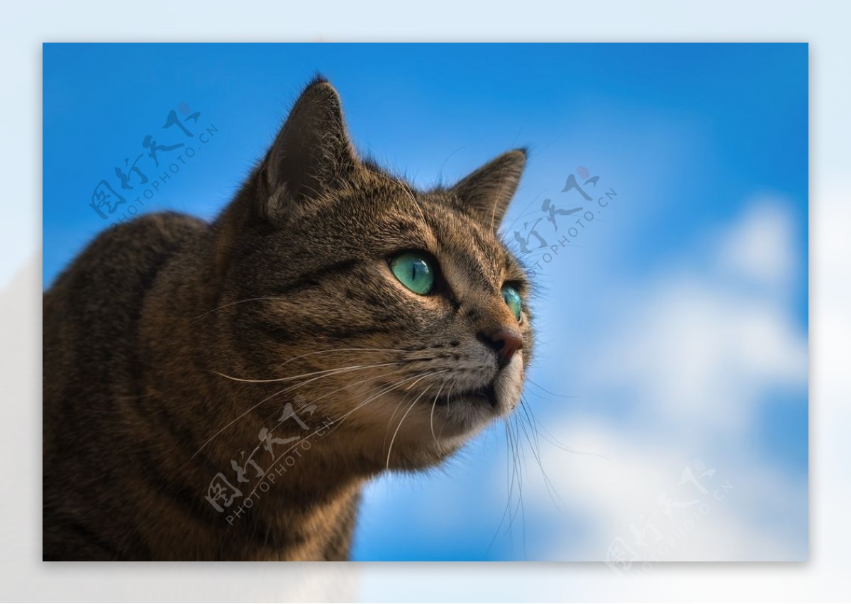 小猫宠物天空云彩背景
