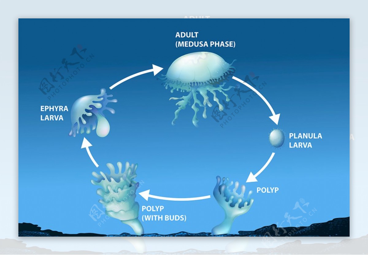水母生命周期图