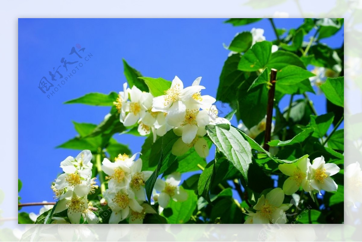 清香茉莉花美图摄影