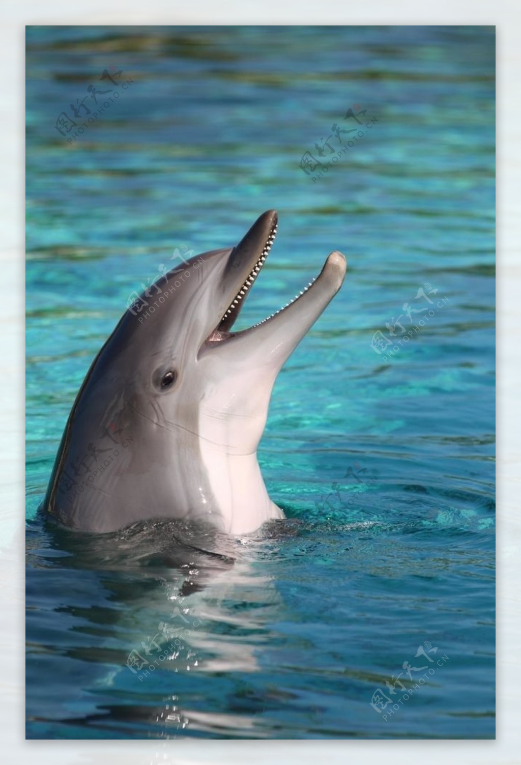 可爱的海豚