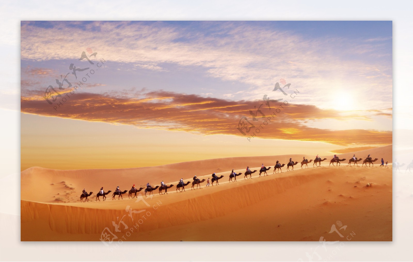 沙漠骆驼团队