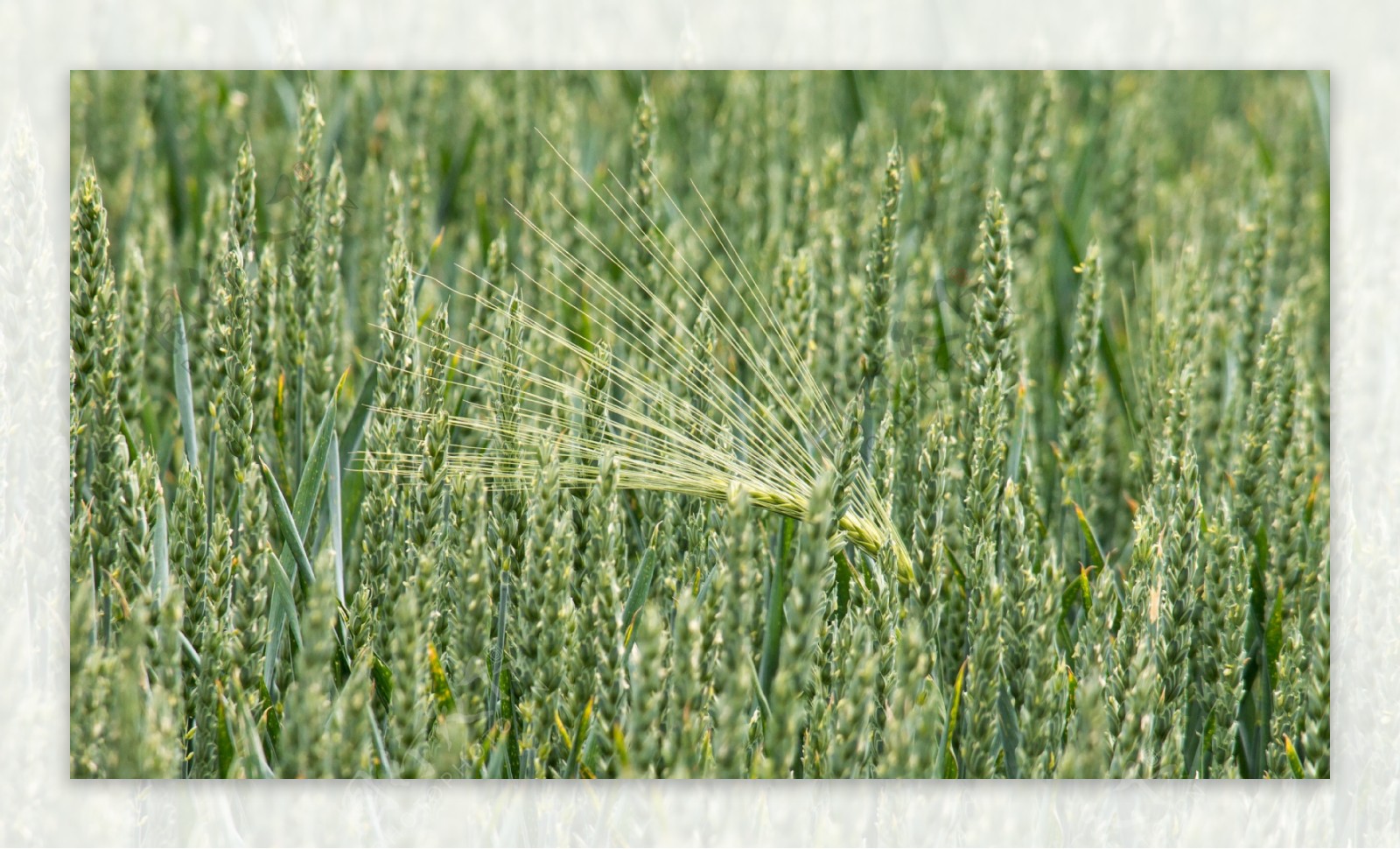翠绿生长的小麦