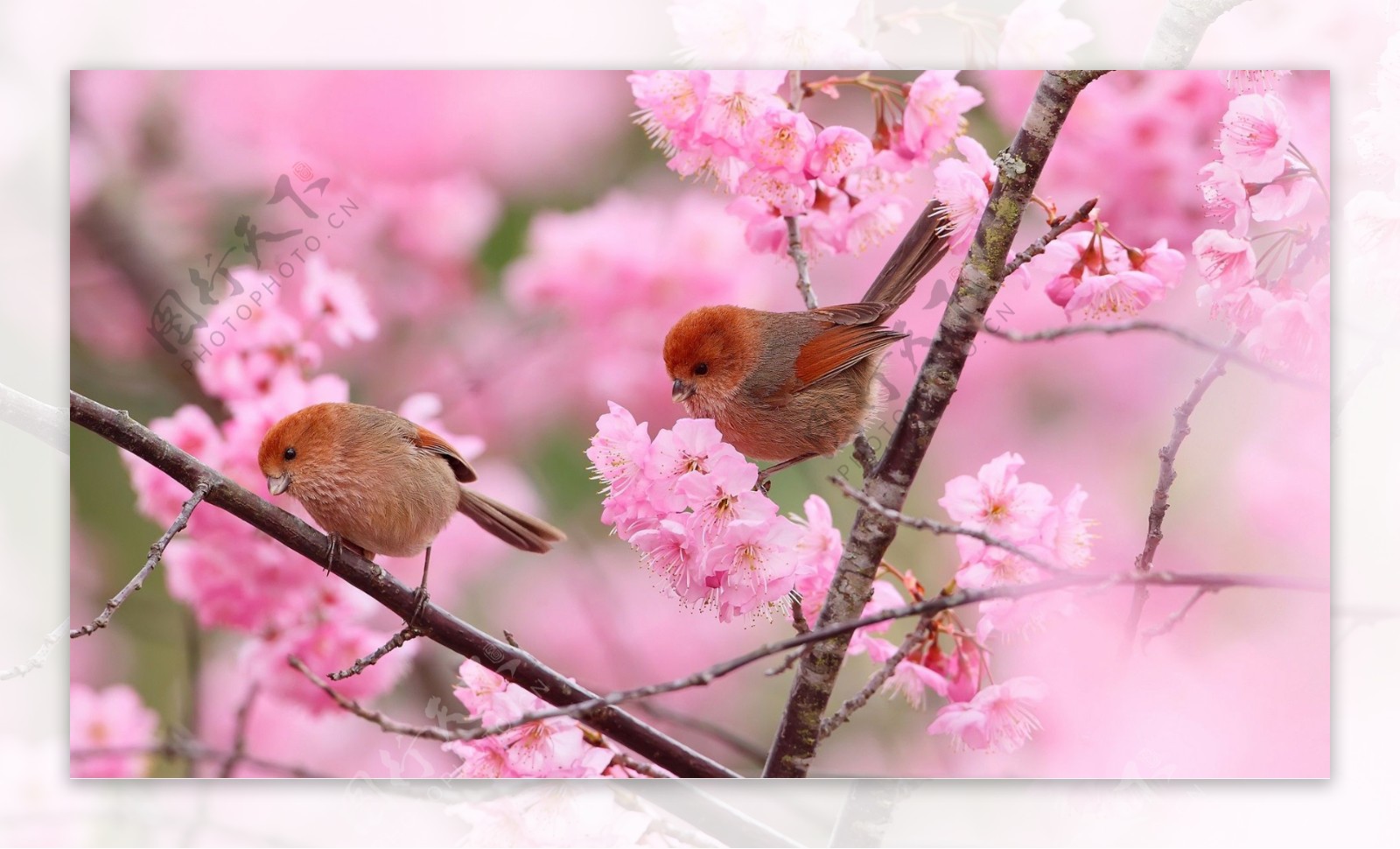 小鸟粉色花朵植物树枝