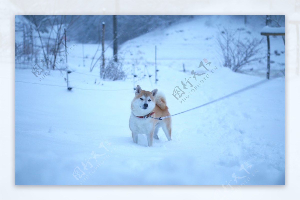 雪中的小狗