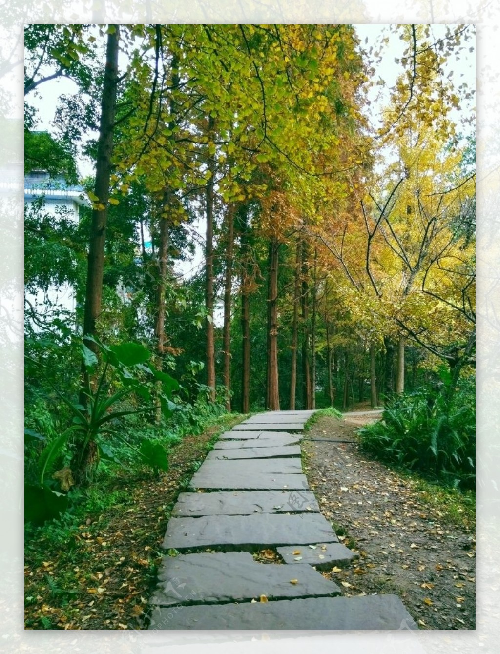 公园石板路石头路绿色秋天