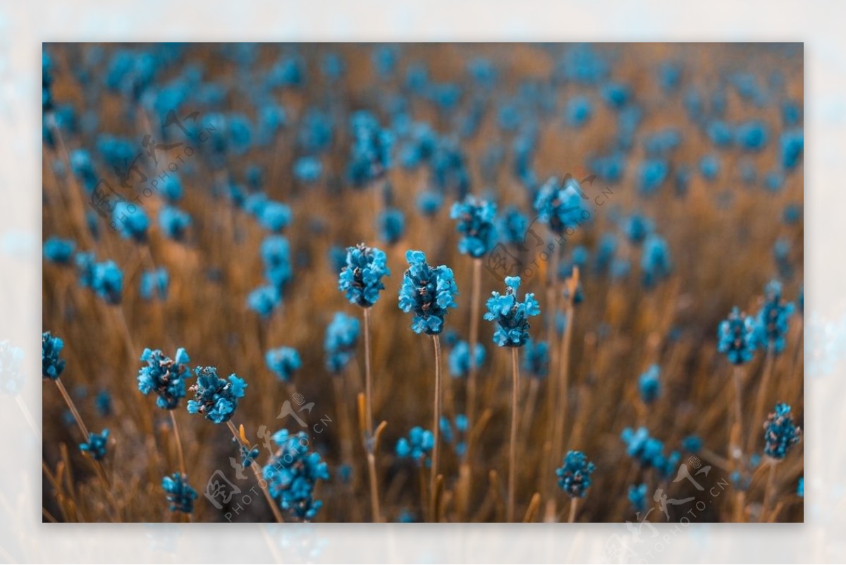 蓝色花丛