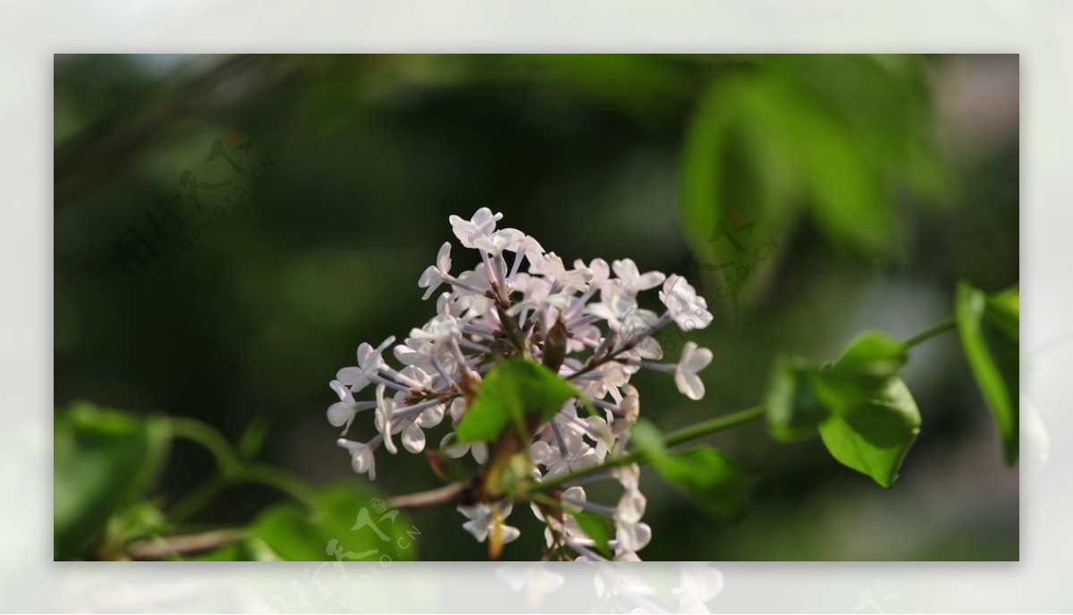 美丽的丁香花