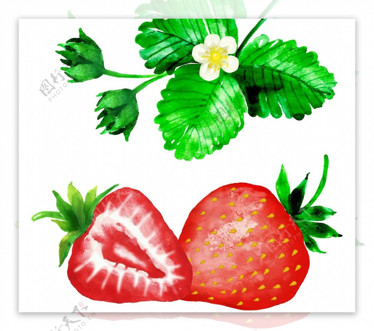 水彩绘草莓