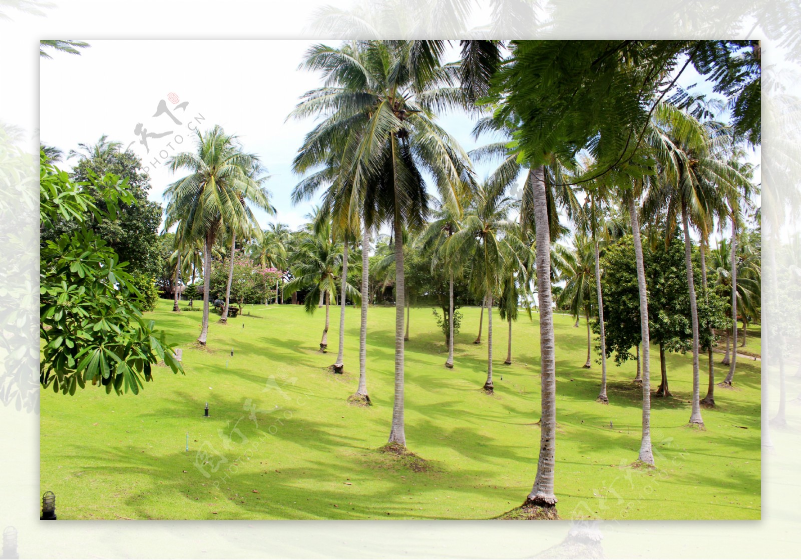 泰国海岛椰树