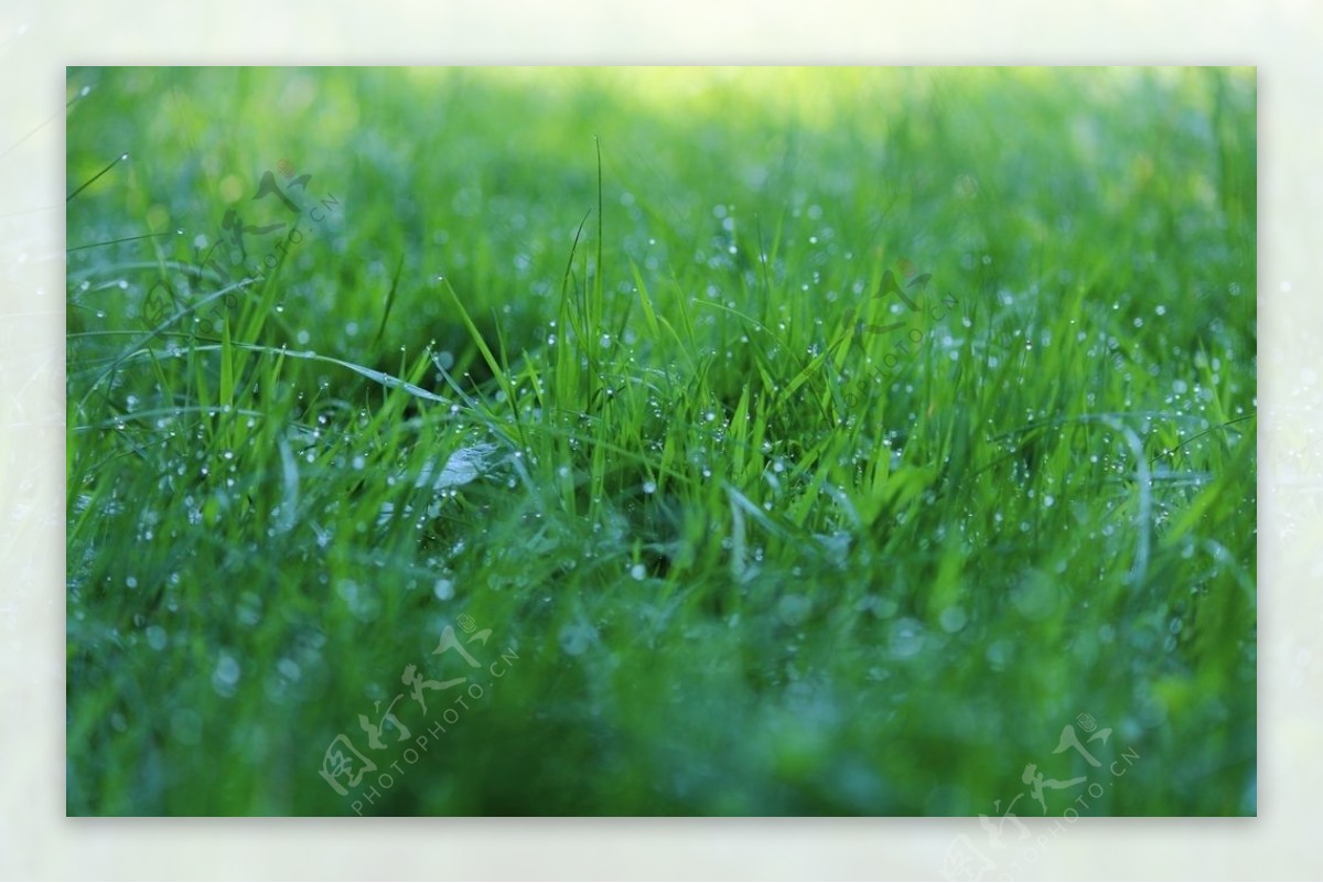 舒适养眼的绿色草原美景摄影