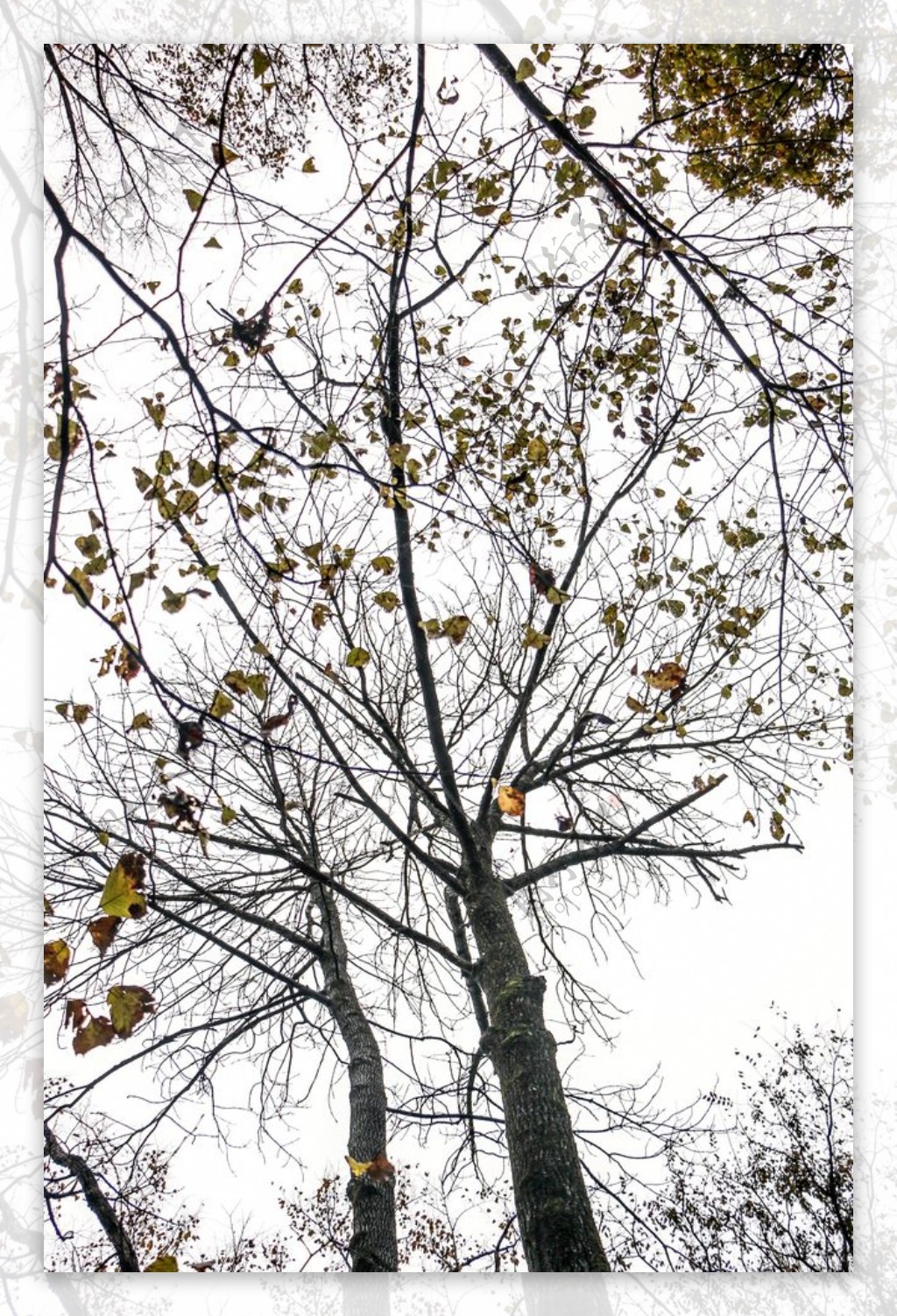 秋冬的树