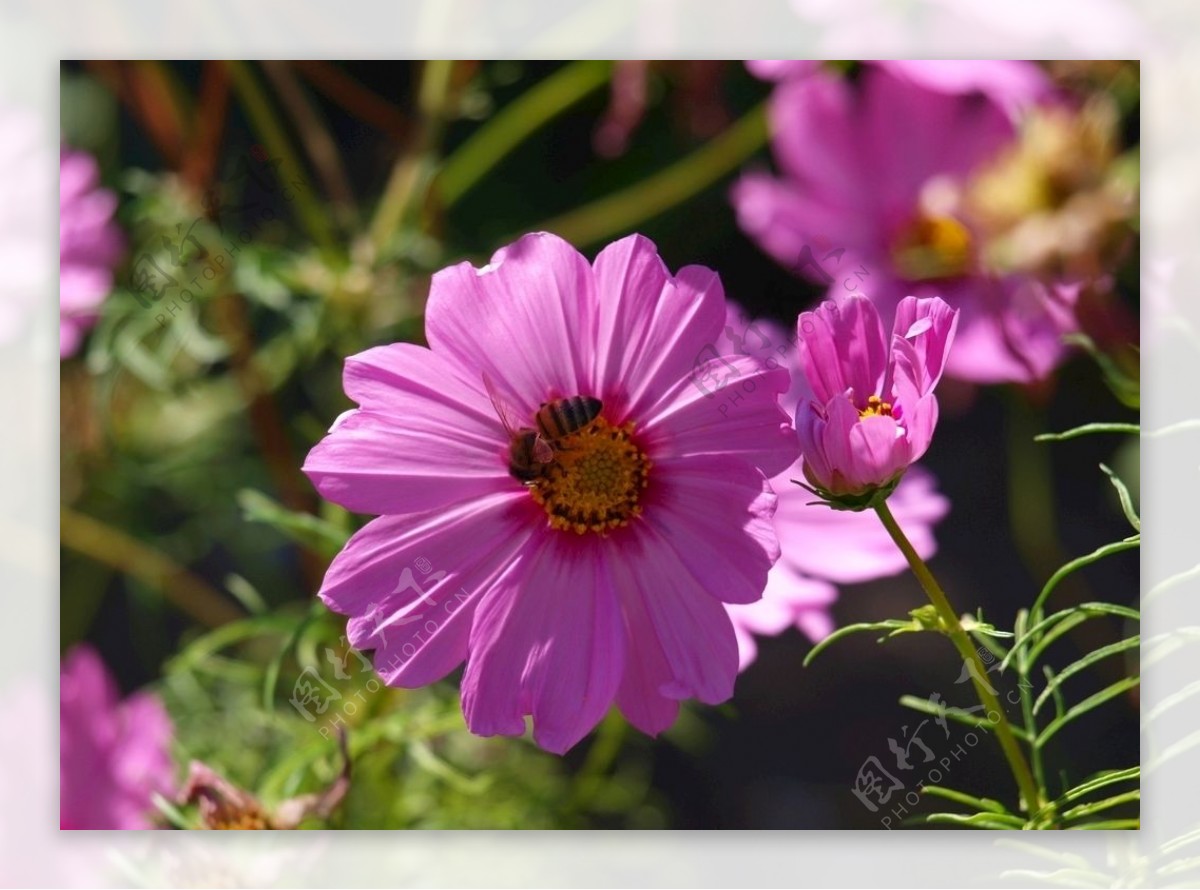 粉红色的花朵蜜蜂