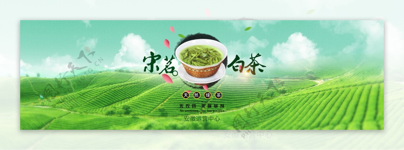 茶叶白茶网页banner