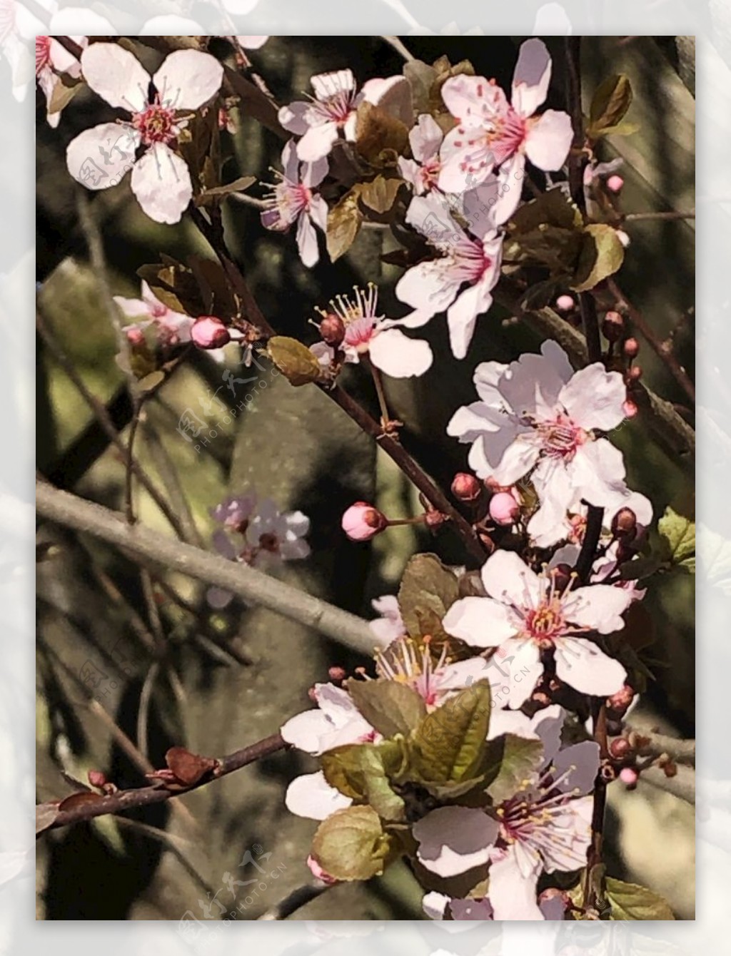 自然春花绿色花园植物