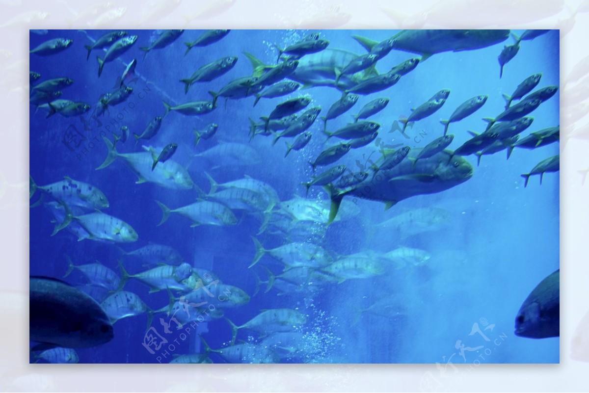 鱼水族馆水下海鲨鱼魟