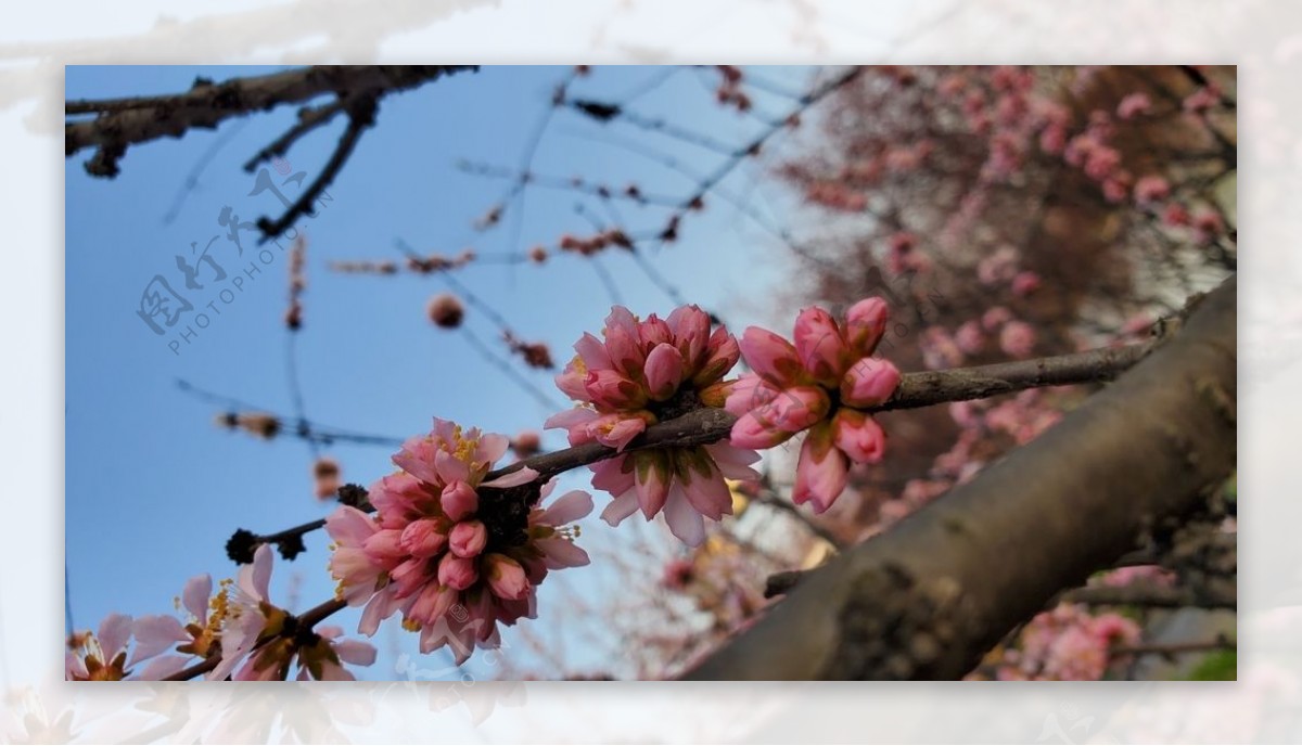 梅花桃花花骨朵花好月圆