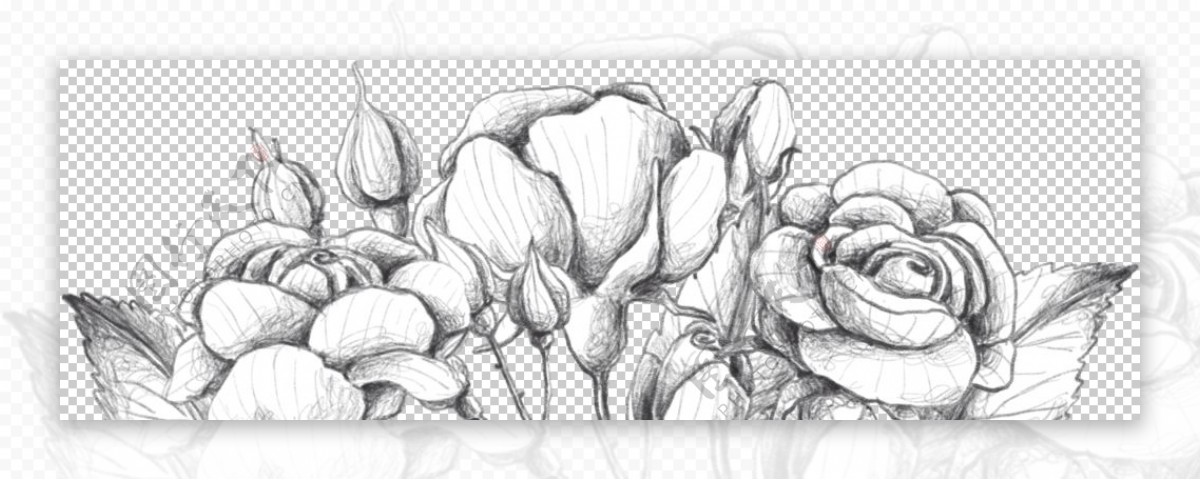 玫瑰花素叶片描绘画
