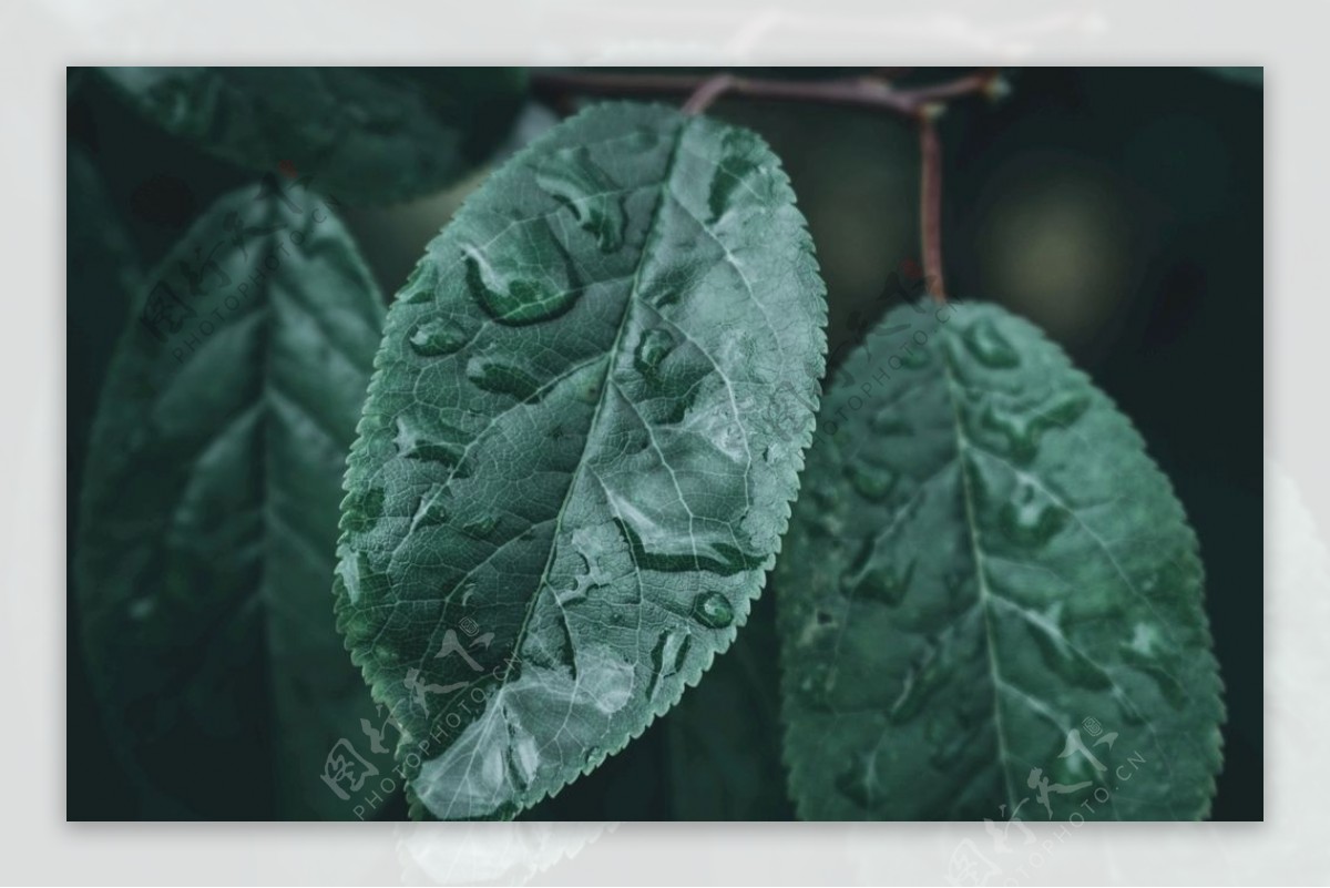 植物