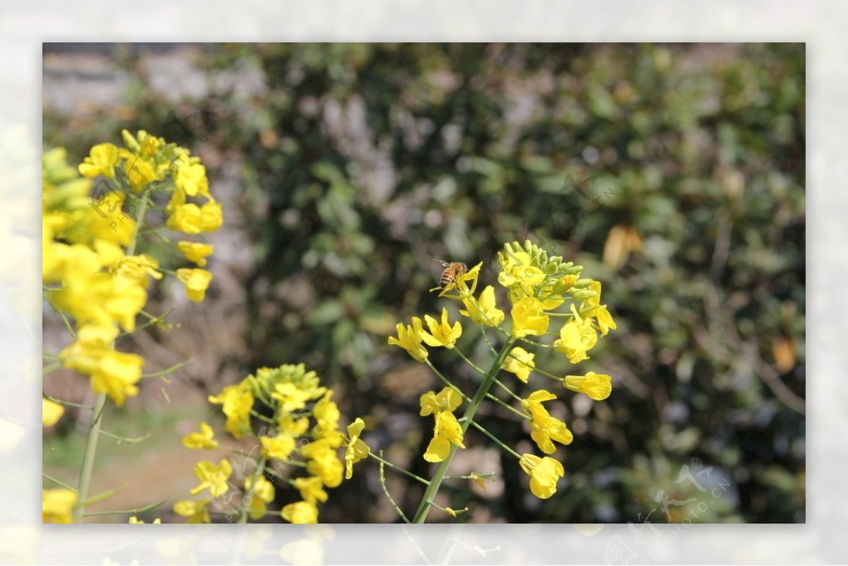 春季蜜蜂油菜花