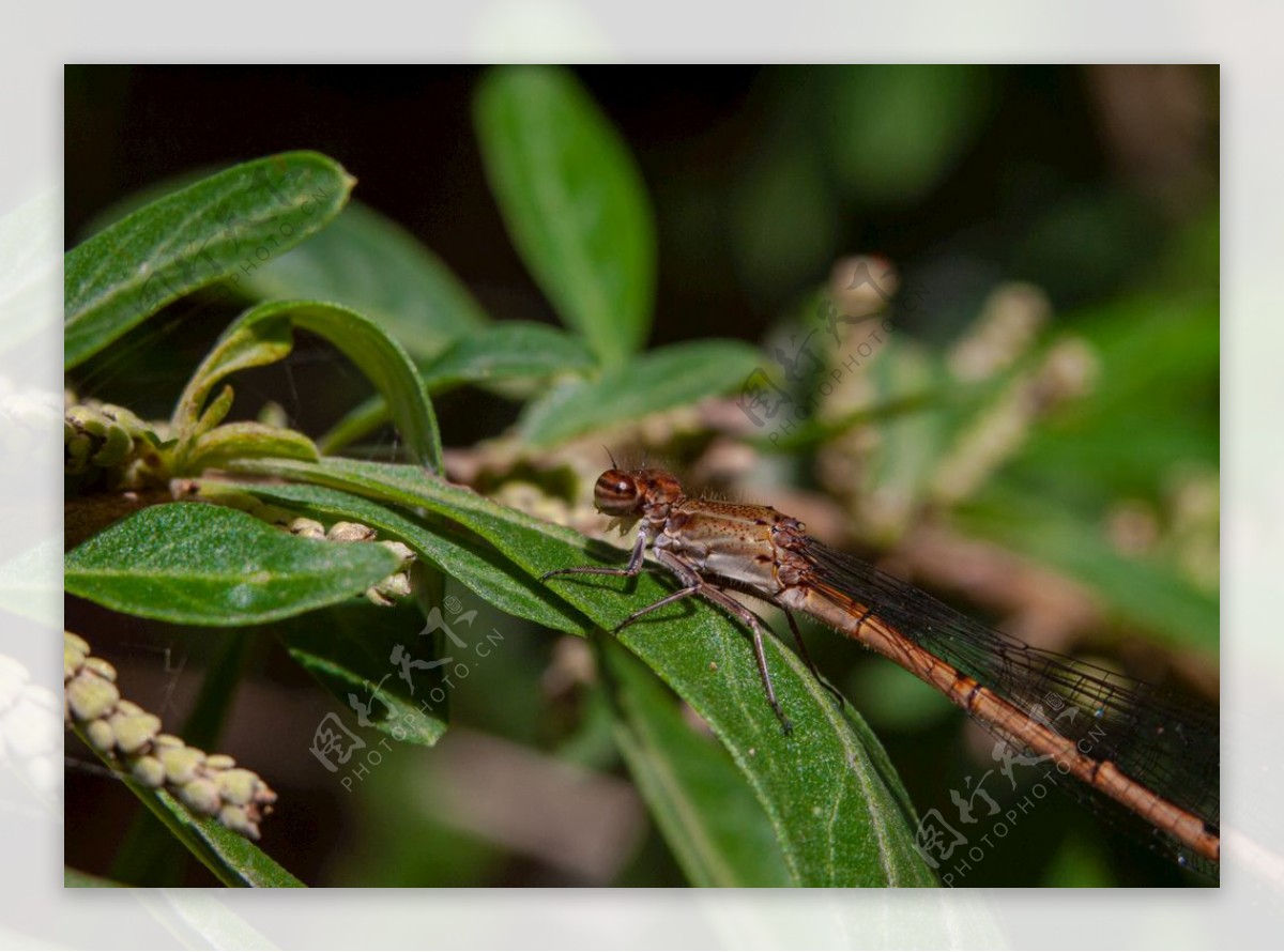 蜻蜓昆虫特写自然生物学