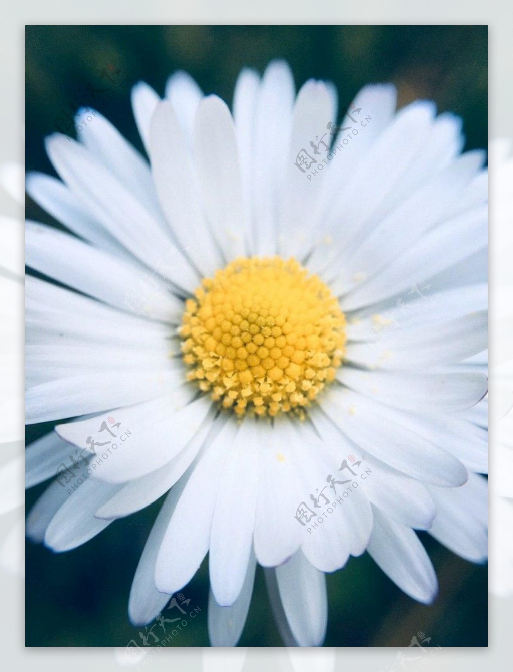 雏菊菊花植物花朵白黄色