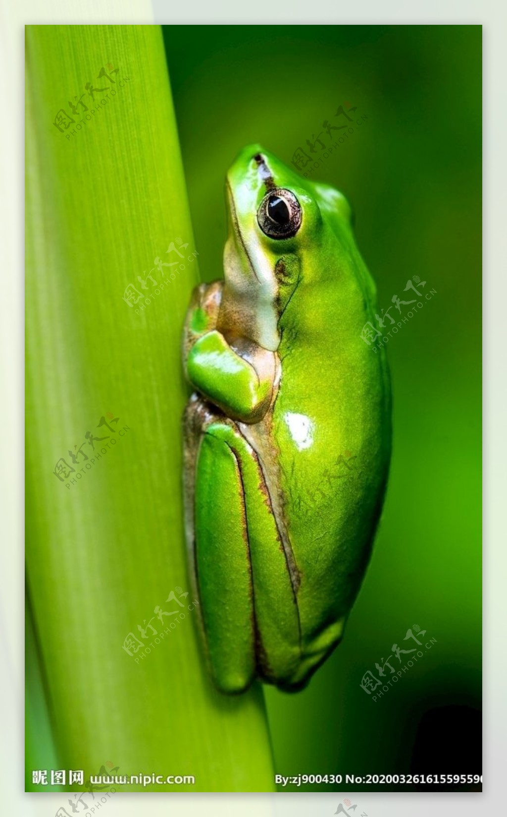 鲜艳绿色有毒树蛙