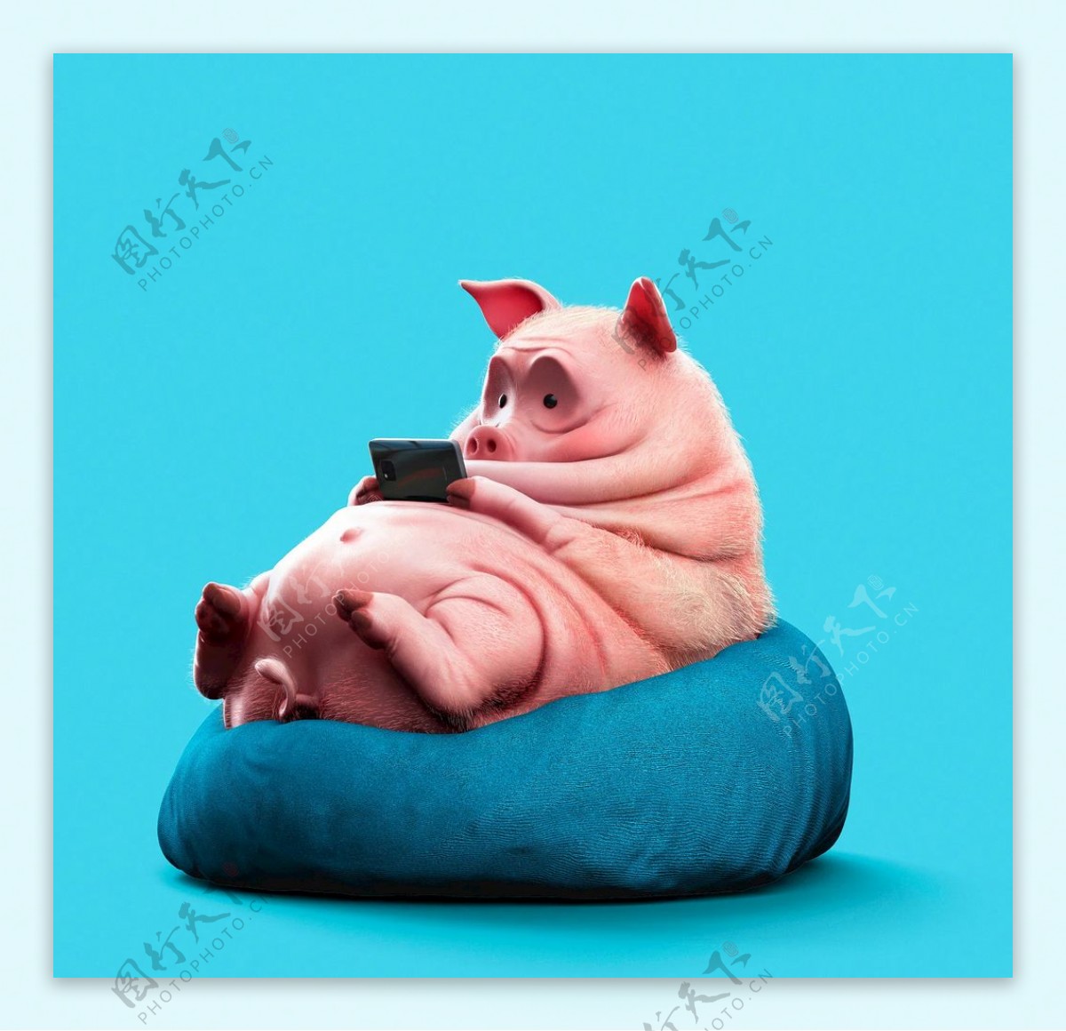 小肥猪看手机