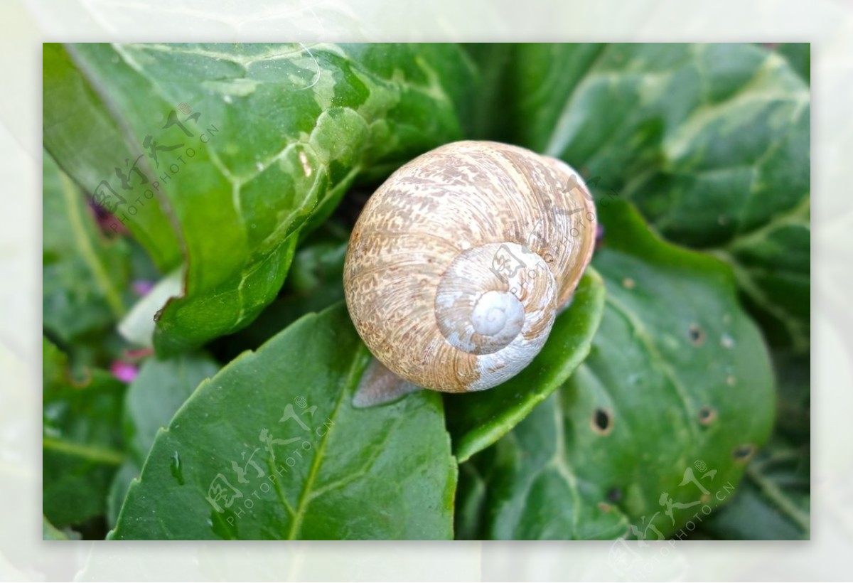 蜗牛蜗牛壳微距