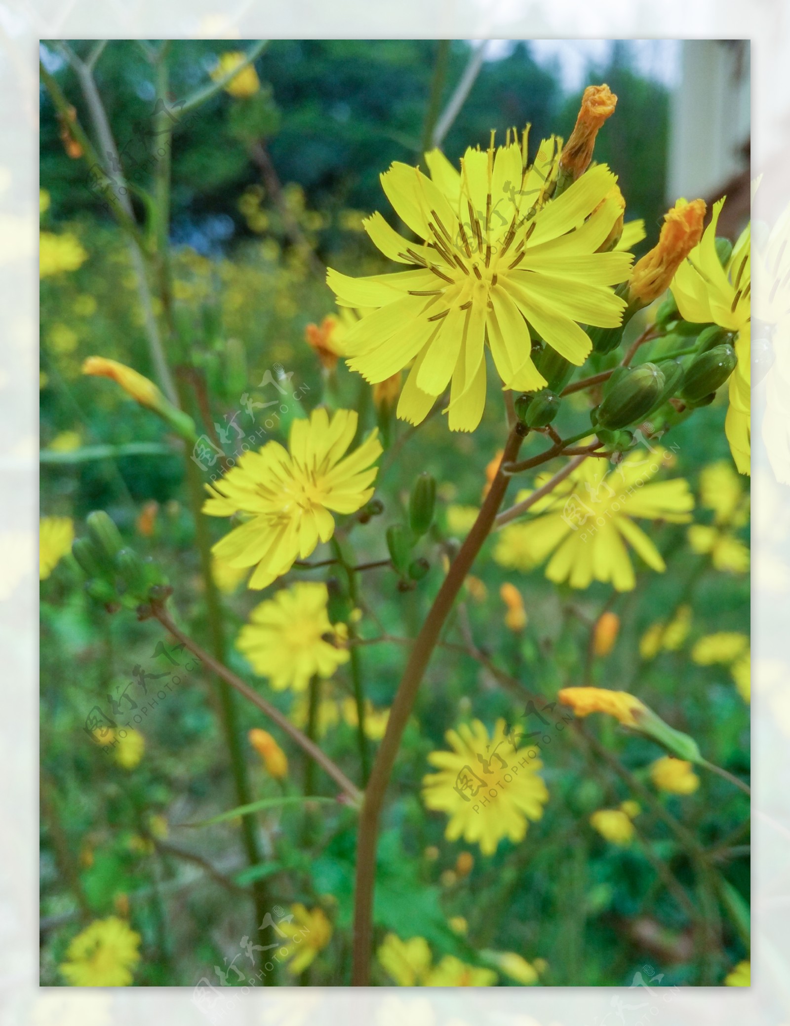 小黄花苦丁菜花朵花丛