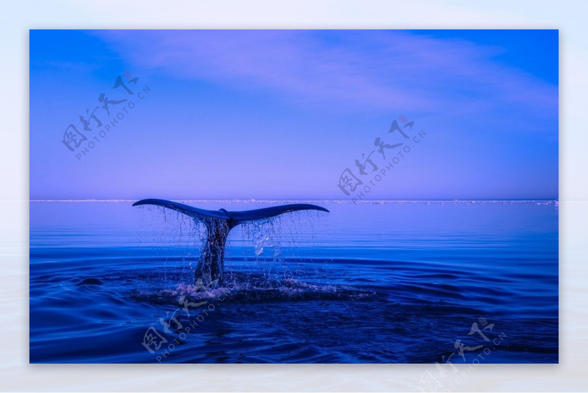 海洋鲸鱼