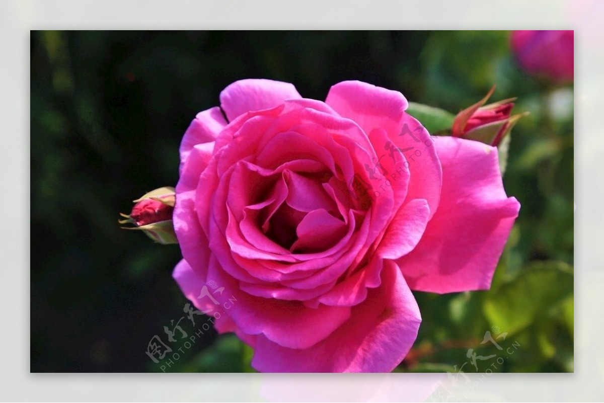 粉红色玫瑰花绽放