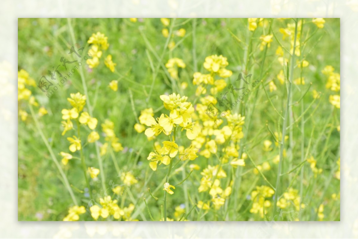 油菜花