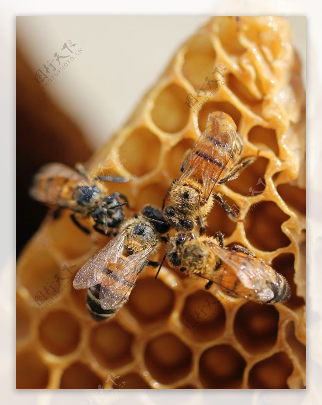 蜜蜂蜂巢