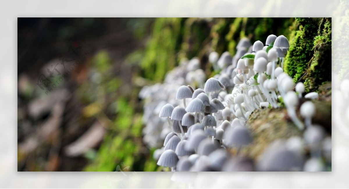 雨后蘑菇菌类