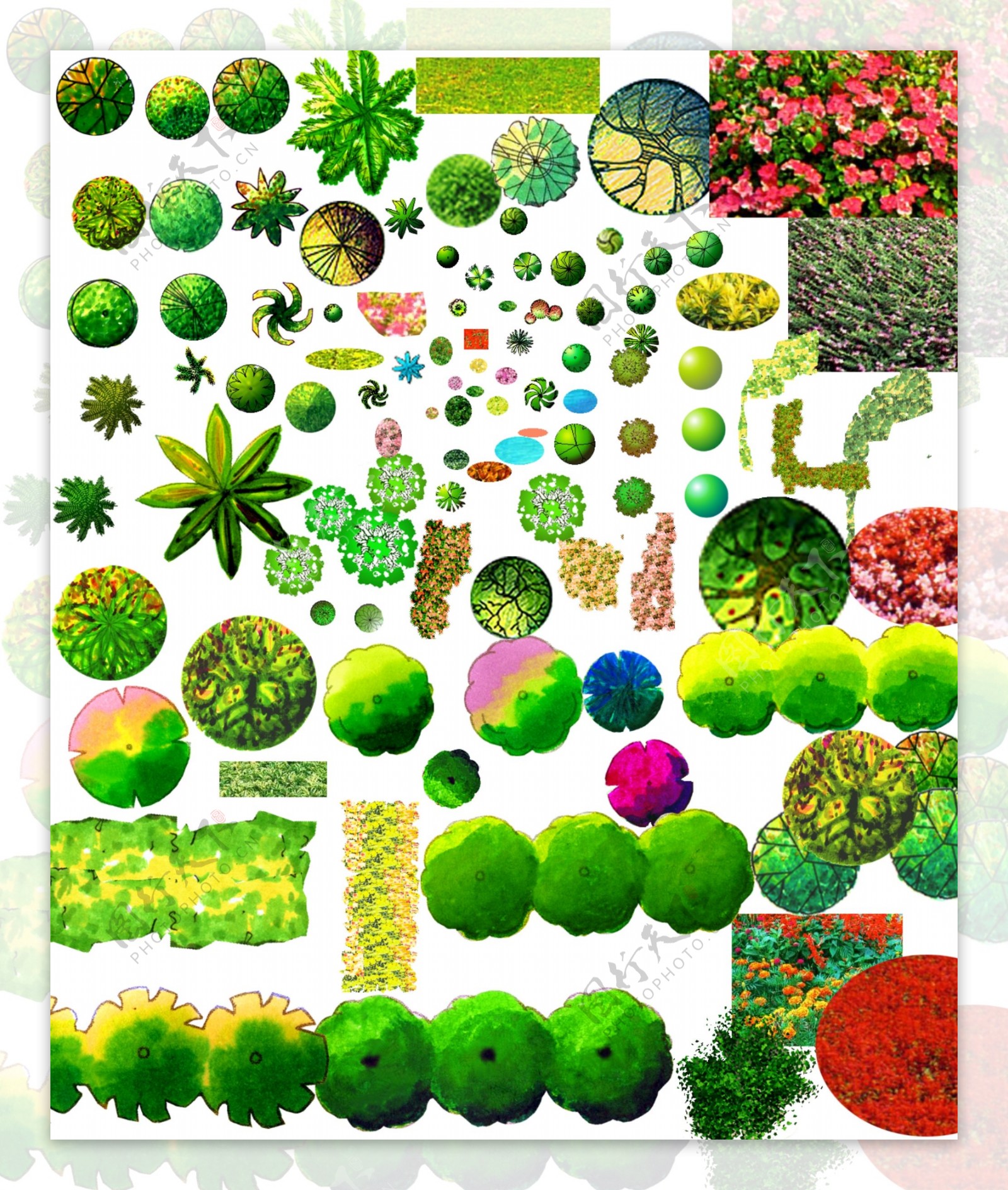 景观植物彩平图