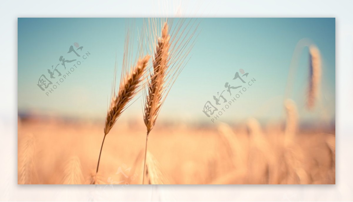 田野里生长的麦子