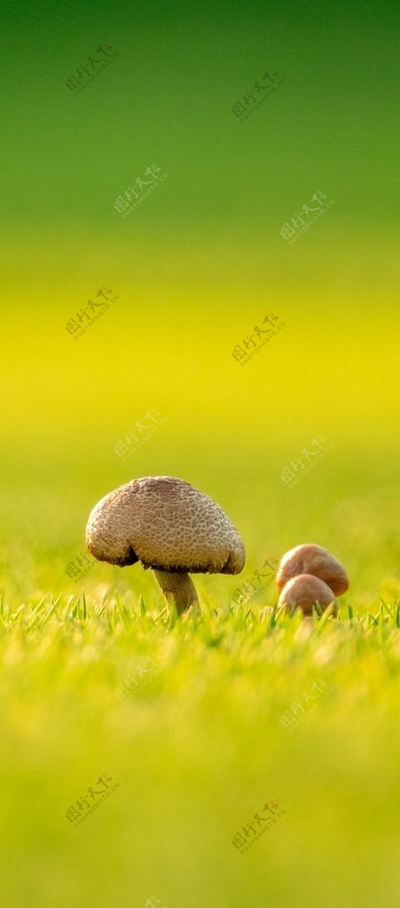 蘑菇手机屏保