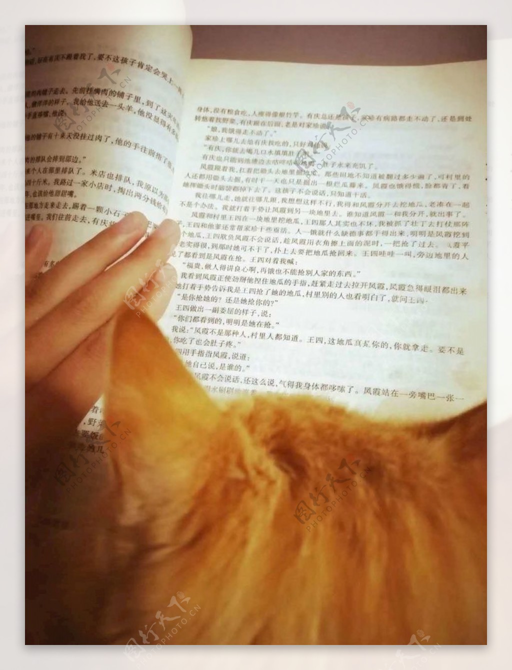 猫与书