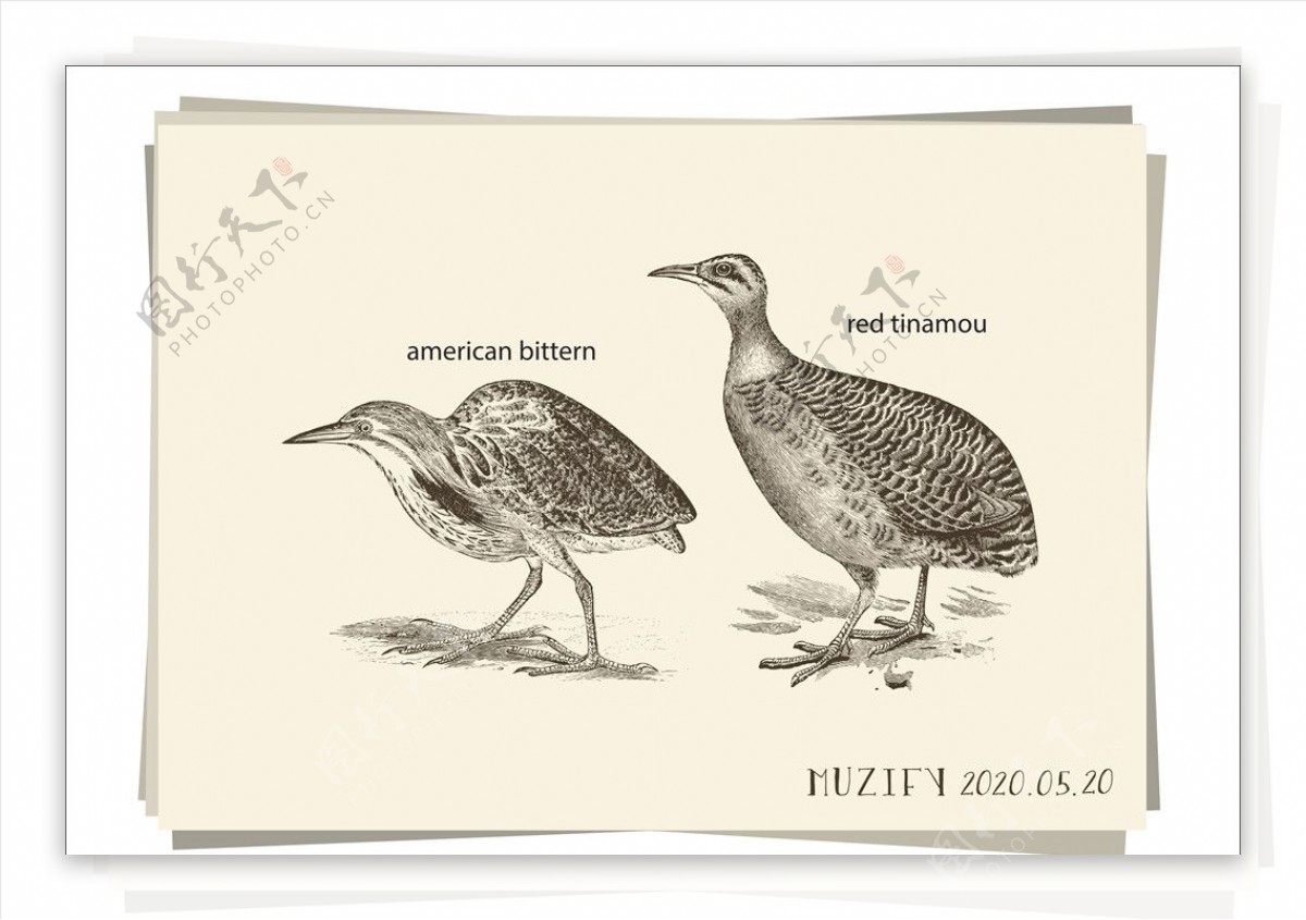 麻鳽鸟类手绘稿