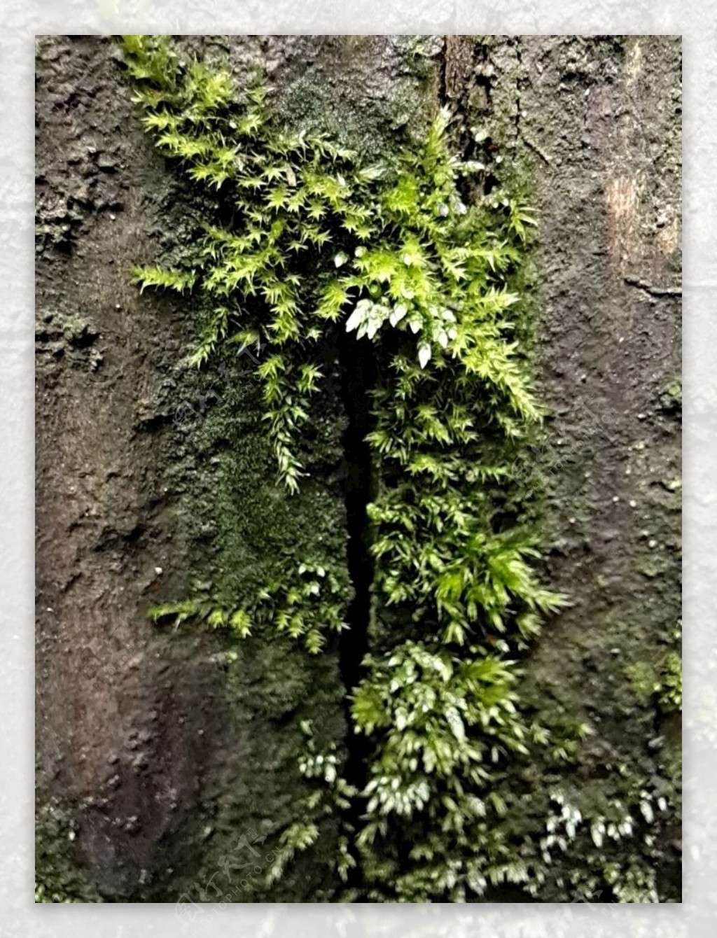 苔藓墙