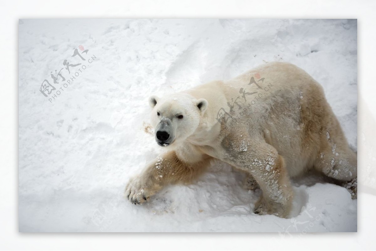 北极熊白熊