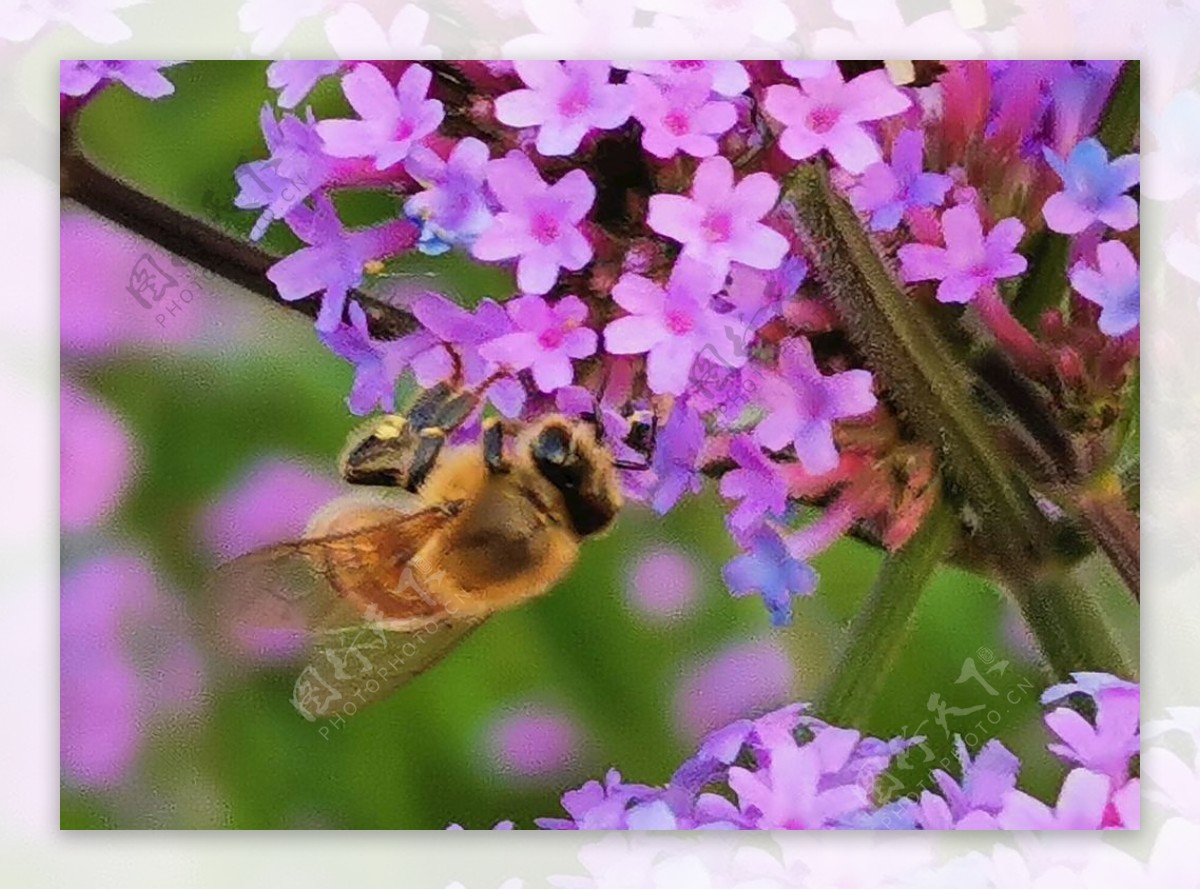 马鞭草和蜜蜂