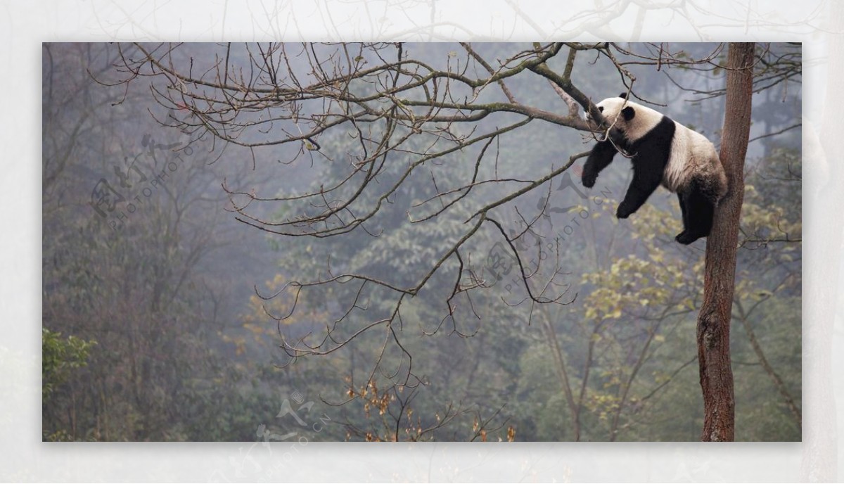 熊猫爬树熊猫睡觉壁纸