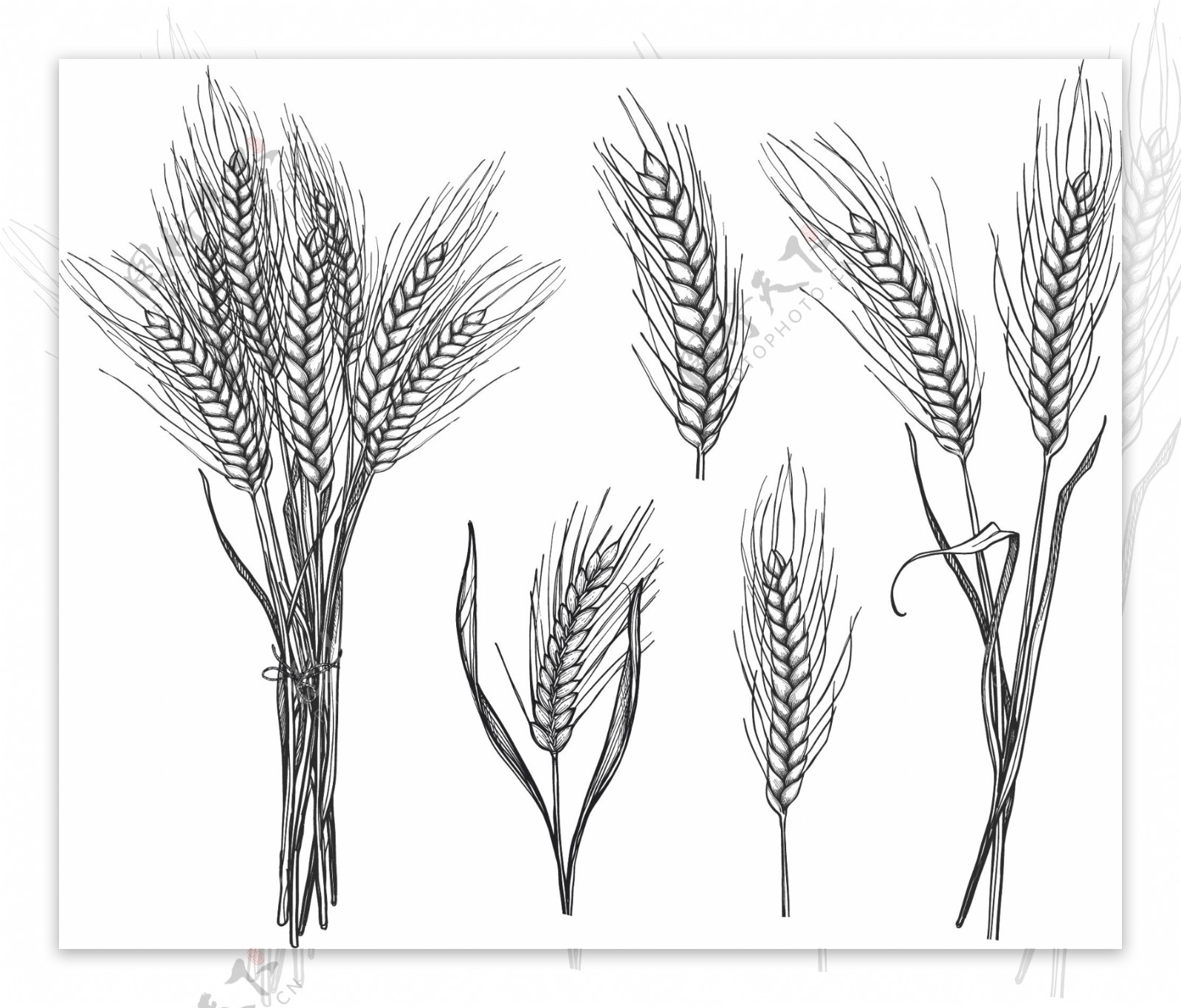 小麦手绘线描线条素材