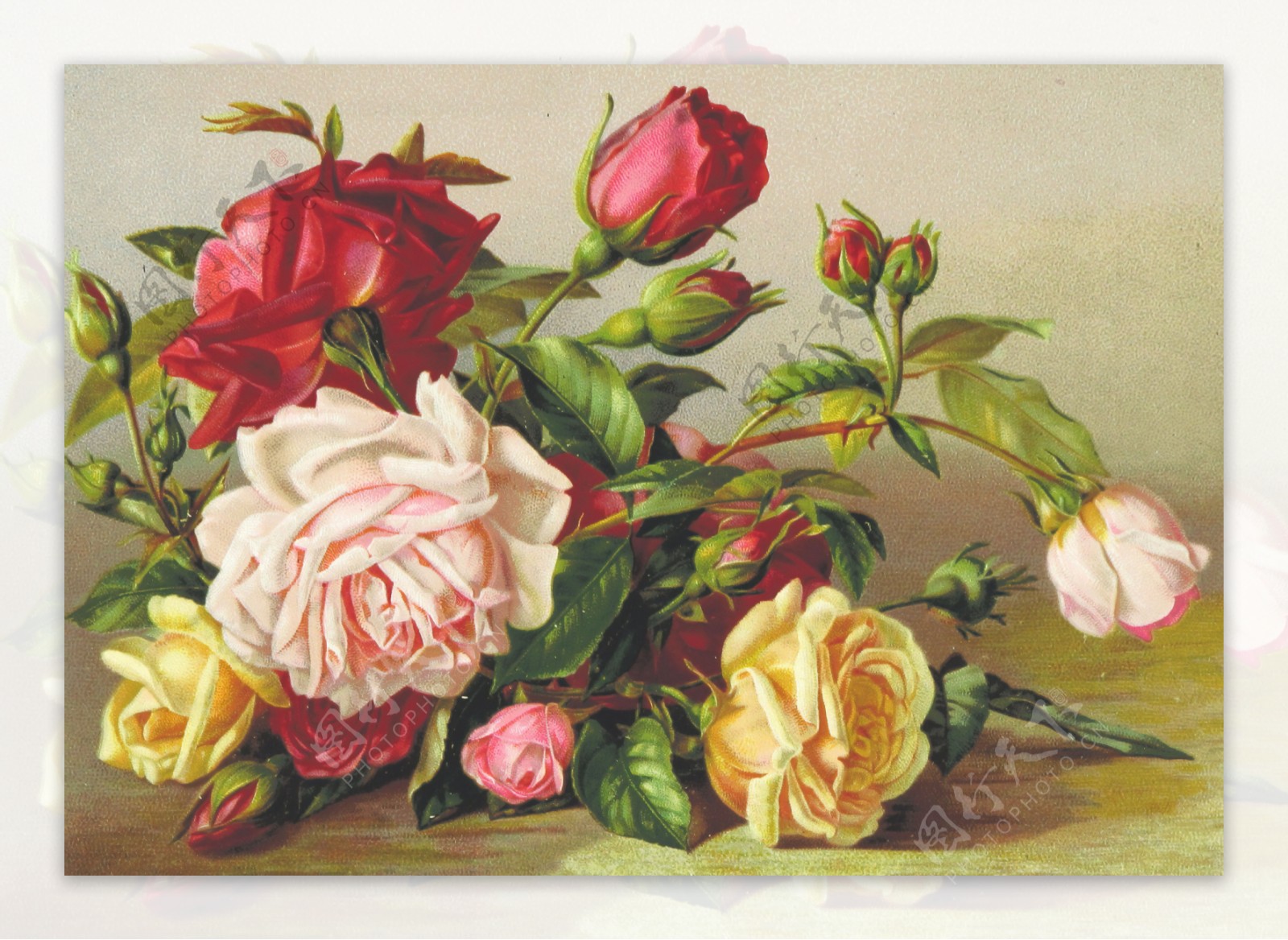手绘插画红玫瑰与黄玫瑰