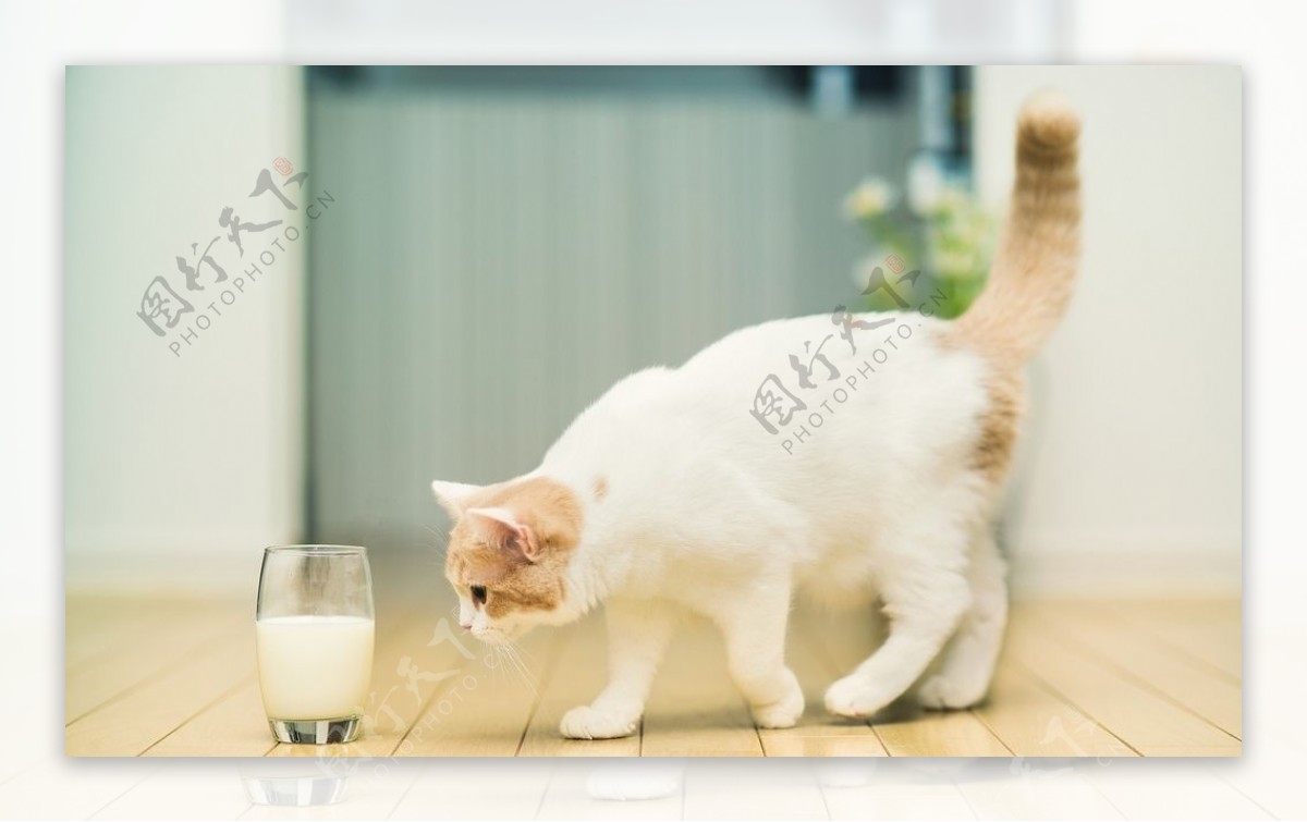 猫与牛奶