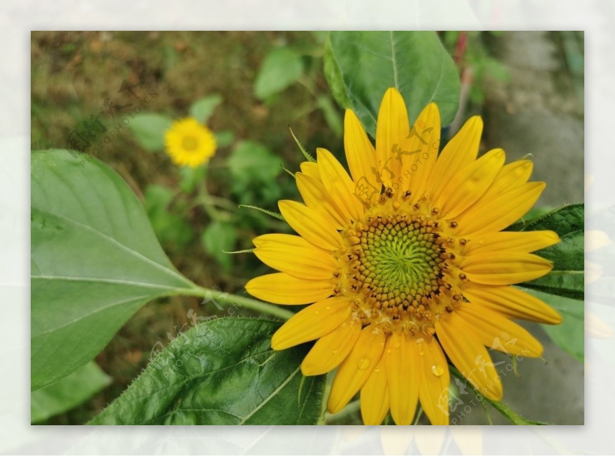 太阳花