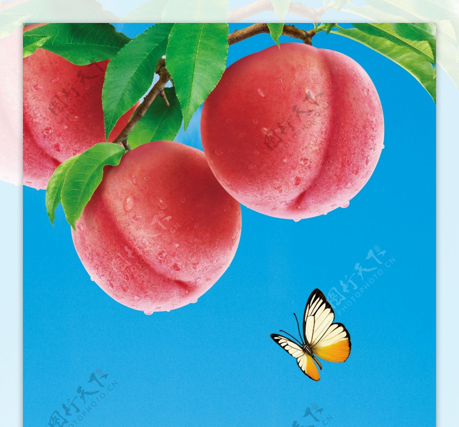 采摘园桃子